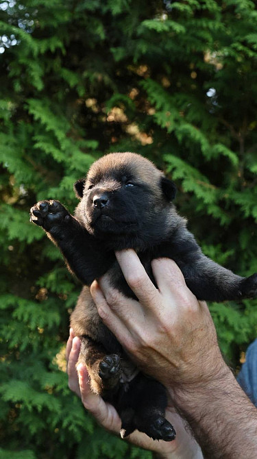 Цуценята бельгійської вівчарки (малінуа) Киев - изображение 3