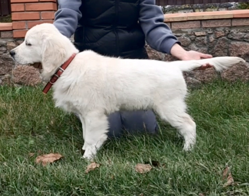 Золотистого ретрівера цуценята Київ - зображення 6