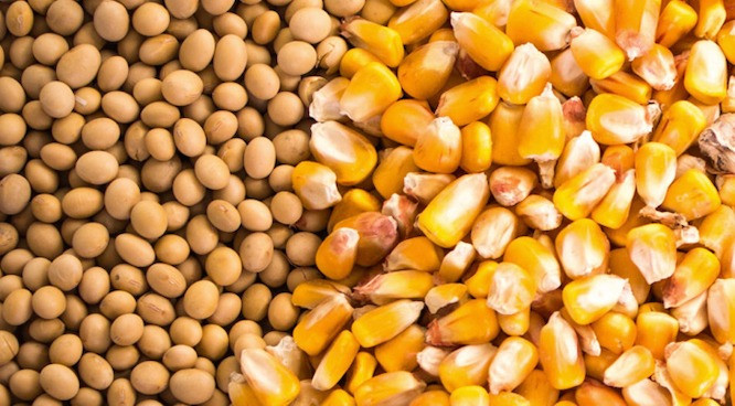 Закуповуємо некондиційну кукурудзу, половинки сої. Черновцы - изображение 1