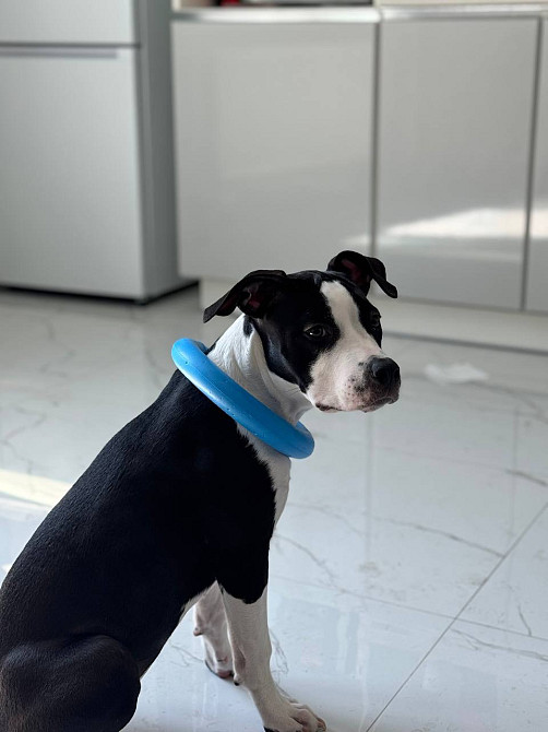 Продам дівчинку ам стаф Київ - зображення 2