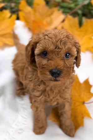 Той пудель Київ