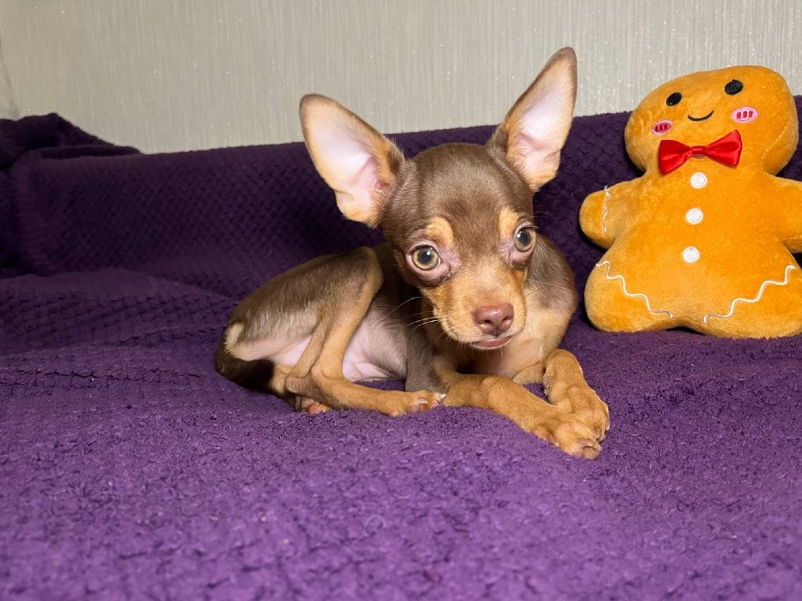 Чудові песики той-тер'єр 😍 Житомир - изображение 1