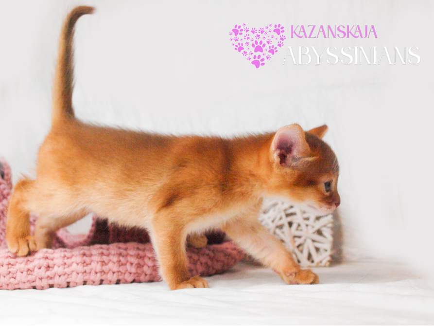 Абиссинская кошка котёнок Киев - изображение 2