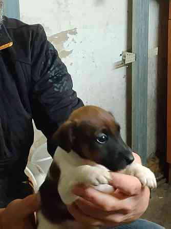 Цуценята гладкошерстого фокстер’єра Белая Церковь