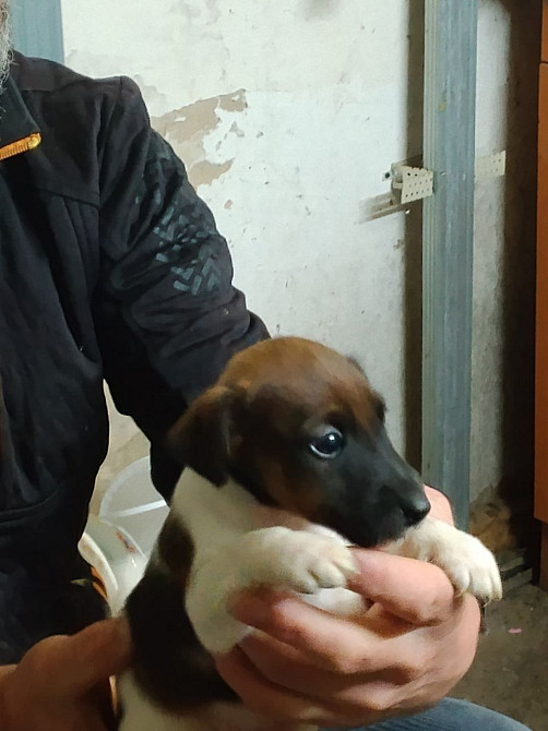 Цуценята гладкошерстого фокстер’єра Белая Церковь - изображение 3