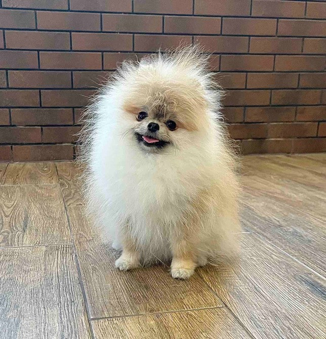 Щеня померанського шпіца Чернігів - зображення 1