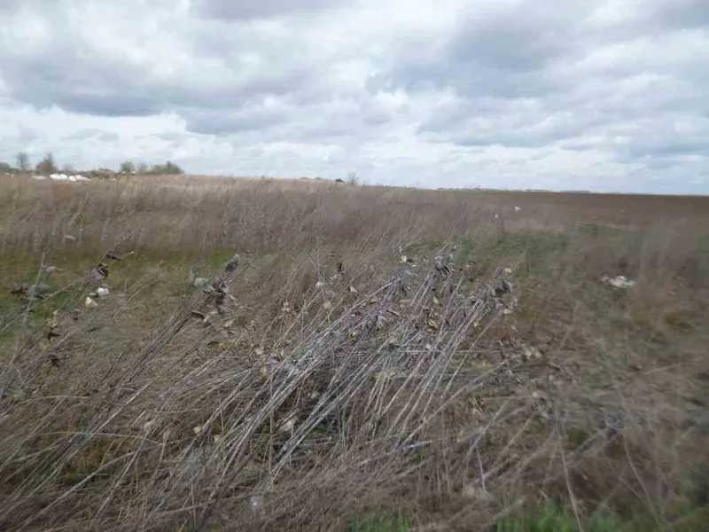 продажа земля сельскохозяйственного назначения Бориспольский, Вороньков, 225000 грн.  - изображение 6
