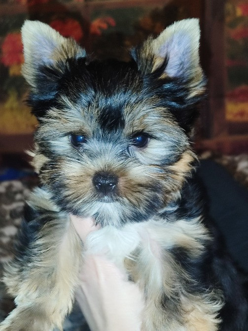 Продам цуценят йорків Павлоград - зображення 5