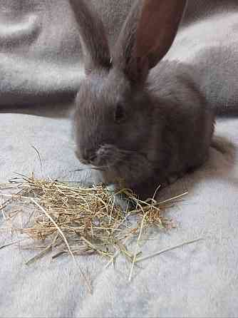 Найкращий кролик Нюша Житомир