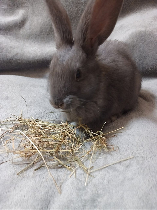 Найкращий кролик Нюша Житомир - зображення 4