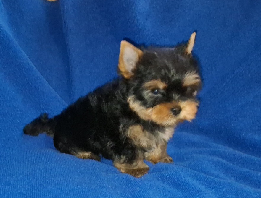 Міні йорік, тендітний хлопчик Одесса - изображение 1