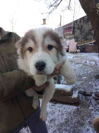 Продам щенков Алабая. Кропивницький