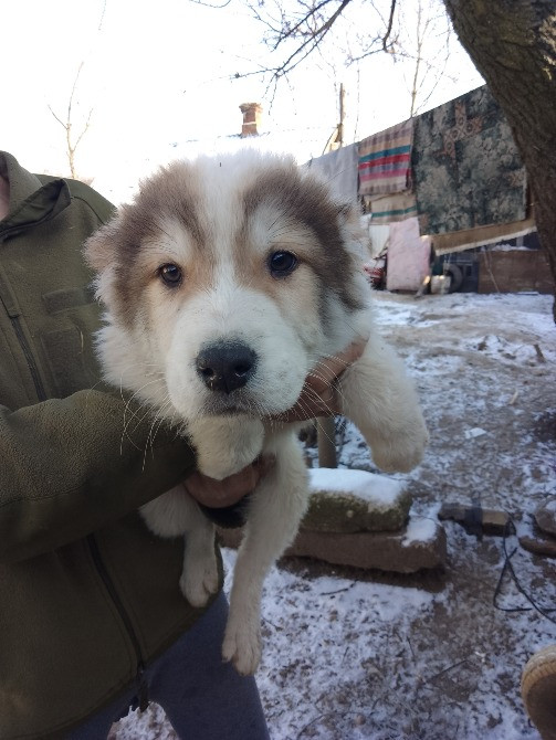 Продам щенков Алабая. Кропивницький - зображення 4