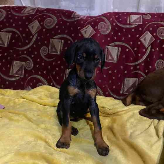 Продам щенков Добермана! Балаклія