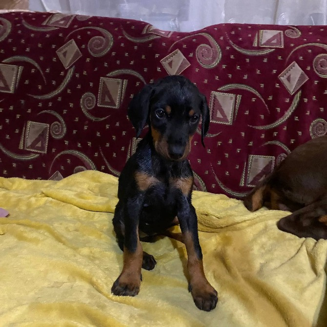 Продам щенков Добермана! Балаклія - зображення 1