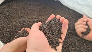 Посівне насіння гречки. Великий вибір Полтава - изображение 1