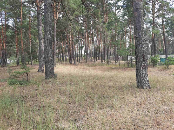 Ми пропонуємо чудову ділянку біля лісу в с. Нижча Дубечня 🌲 Вышгород - изображение 4