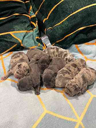 Французский бульдог Дніпро