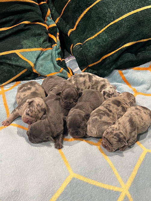 Французский бульдог Дніпро - зображення 2