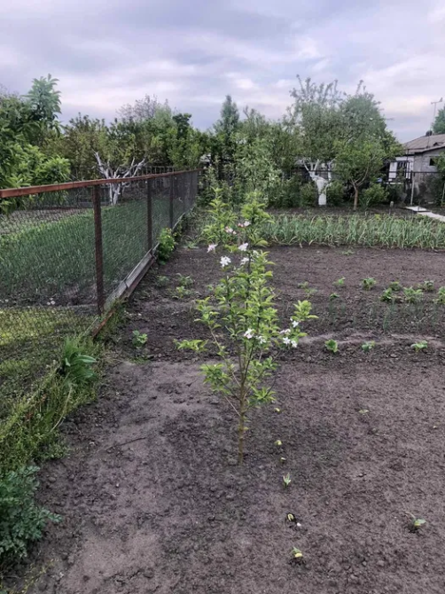 Продаж будинку Арнаутово Кропивницький - зображення 4