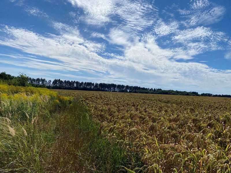 Продаж двох зем.ділянок Грузьке,загальна площа 4,8722 га!Від власника!  - зображення 6