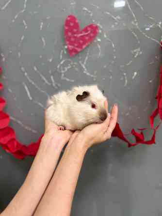 Малюки морські свинки Київ