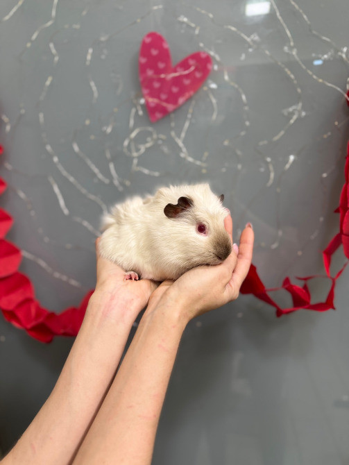 Малюки морські свинки Київ - зображення 2