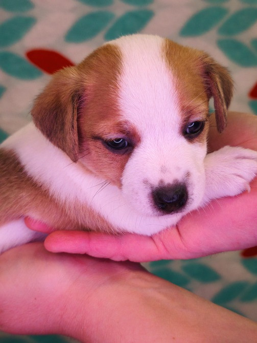 Цуценята Джек Рассел Іршава - зображення 6