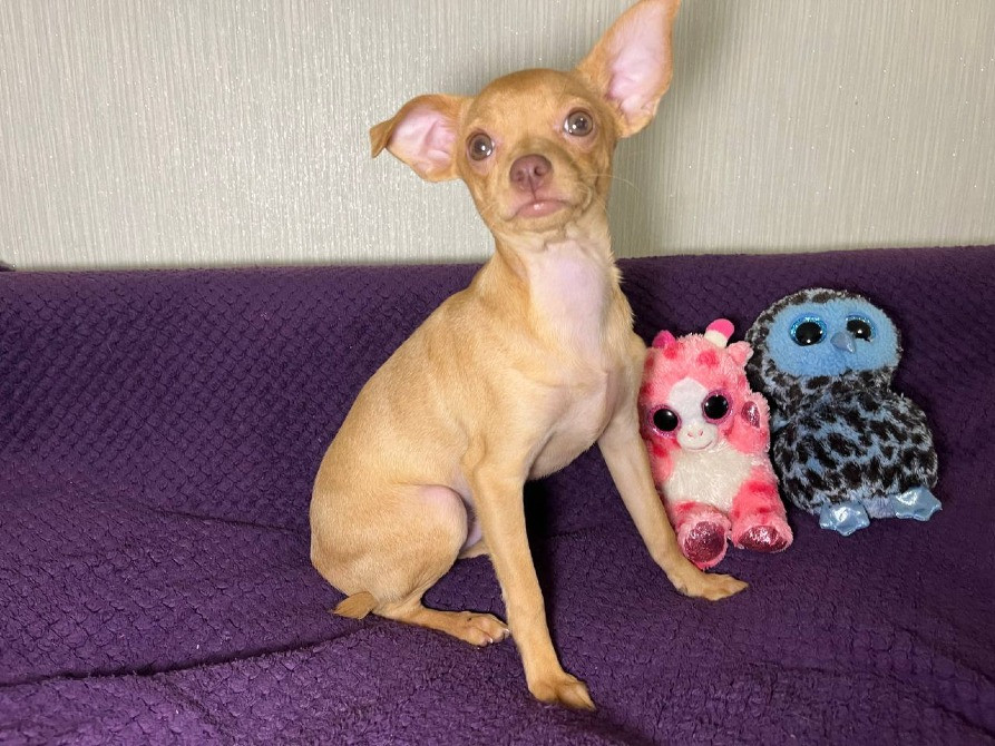 Чудові песики той-тер'єр 😍 Житомир - изображение 4