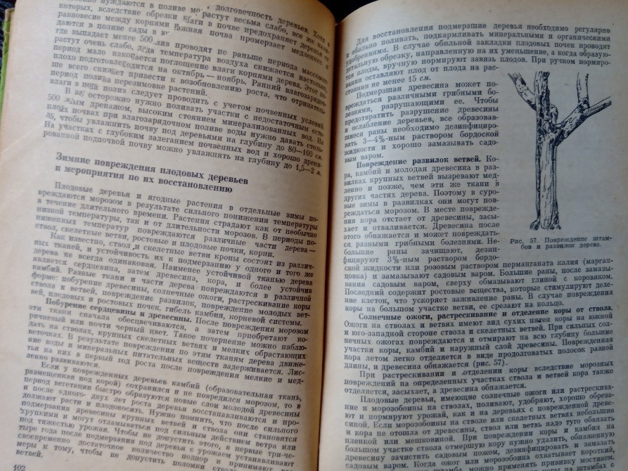 Книги: Овощи. Овощеводство. Огород. Львів - зображення 6