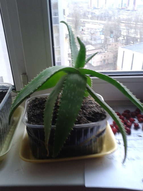 Лікувальна рослина Алое – Вера. Вік 8 років Київ - зображення 2