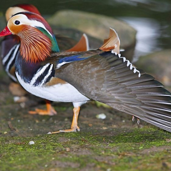 Каролінська качка. Качки мандаринки Київ - зображення 3