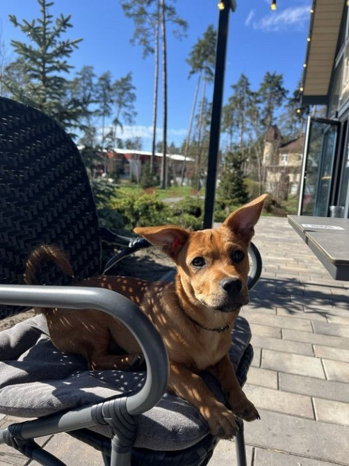 Віддамо песика Роккі в добрі руки Буча - изображение 4