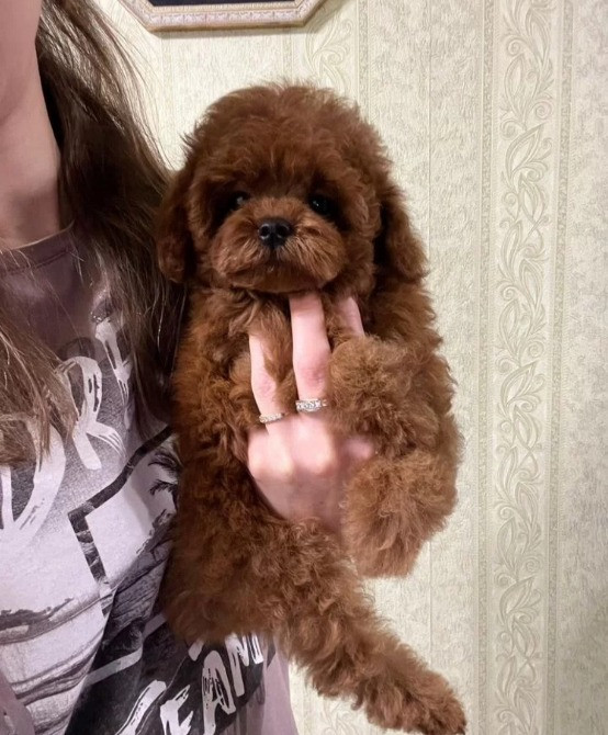 Той пудель мини Щеночки Київ - зображення 4