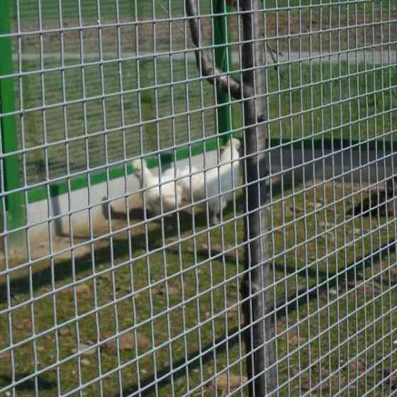 Сітка зварна оцинкована для огорожі | для птиці | кролів | штукатурна Чернівці