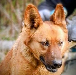 Щенки метисы(овчарки и стаффа) Харків - зображення 1