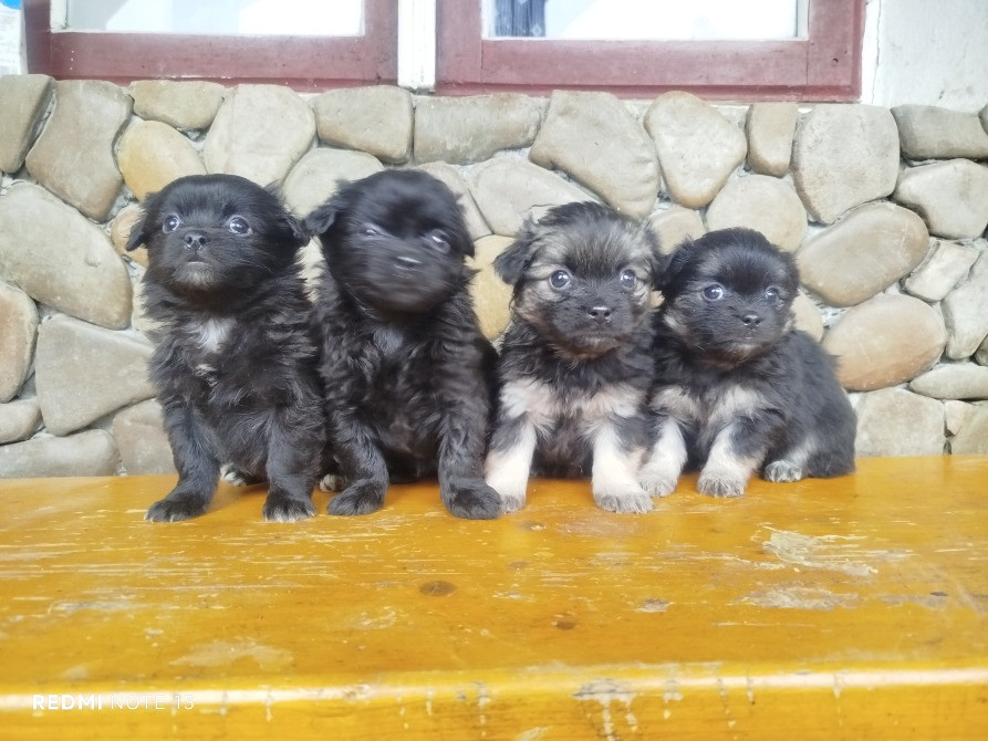 Цуценята пекінеса Снятин - зображення 4