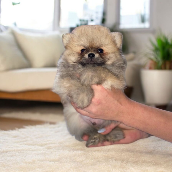 Померанский шпиц Харьков