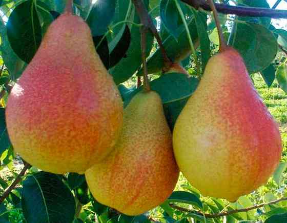 Продам саджанці груш Сквира