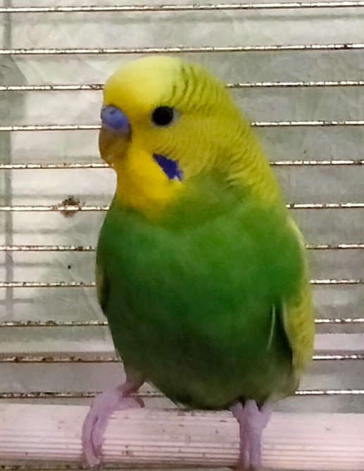 Хвилястий папуга Кривий Ріг - зображення 1