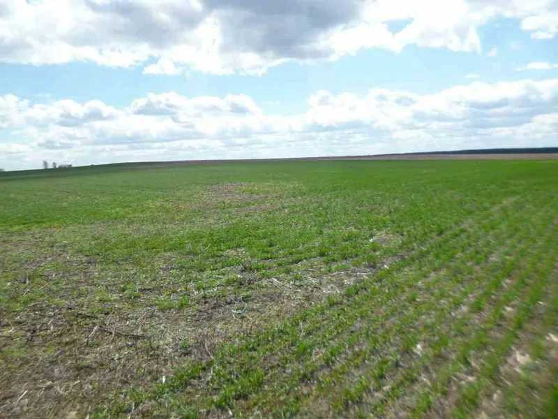 продажа земля сельскохозяйственного назначения Бориспольский, Вороньков, 304000 грн.  - изображение 2