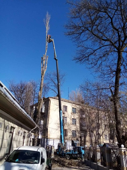 Спилим обрежем деревья, удалим поросли Харків - зображення 5