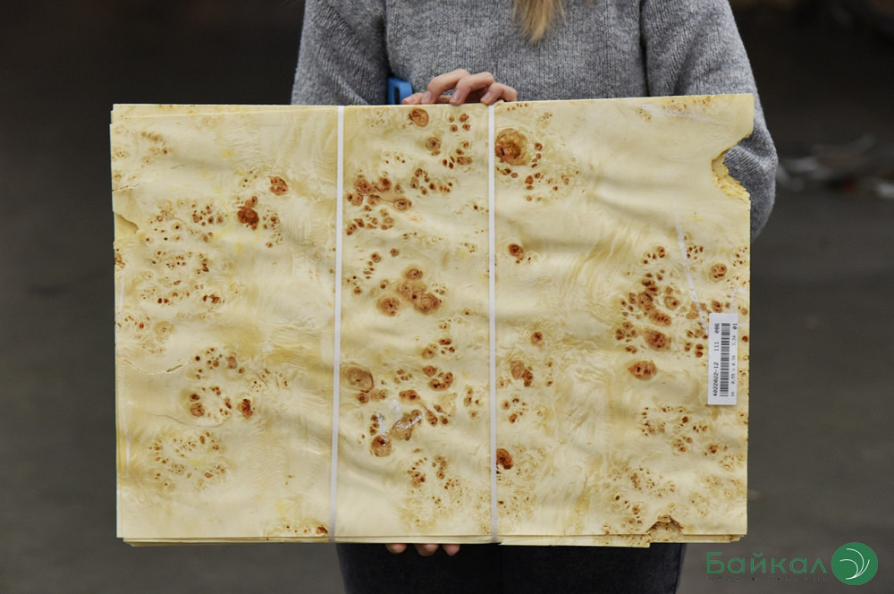 Шпон капа тополя очкового Киев - изображение 4