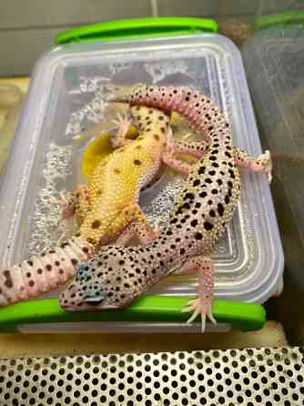 Эублефар или Леопардовый геккон Київ