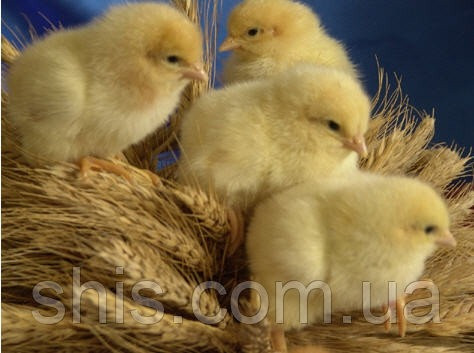 Продам курчат: бройлери КОББ-500, мясояєчні кроси Полтава - изображение 1