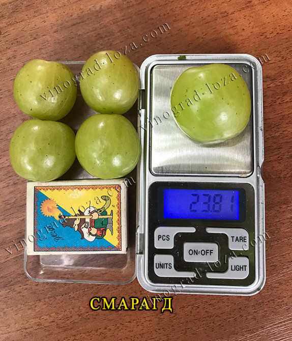 Саджанці Винограду (РОЗПРОДАЖ) Харків - зображення 9