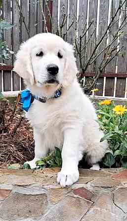 Золотистого ретрівера цуценята Київ