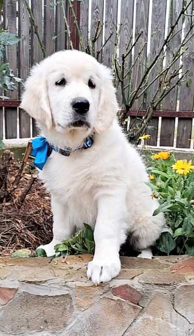 Золотистого ретрівера цуценята Київ - зображення 1