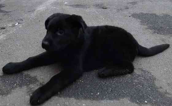 Цуценя німецької вівчарки Кропивницький