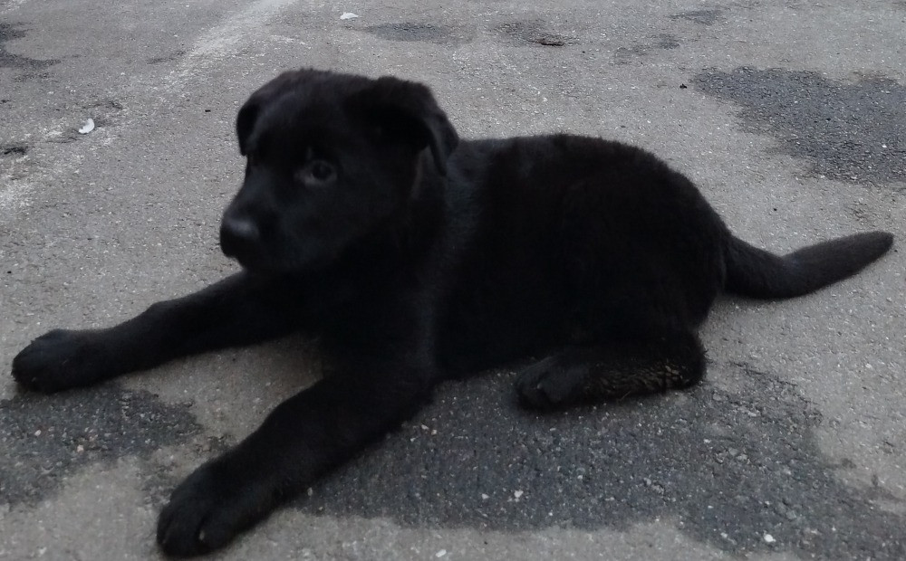 Цуценя німецької вівчарки Кропивницький - зображення 2